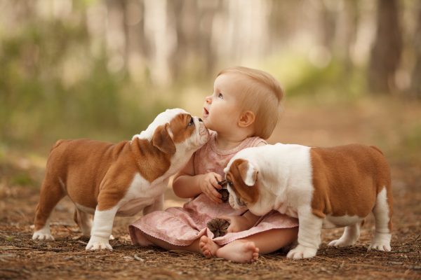 Cute little baby with two English bulldog puppies playing. Place for the inscription. Concept: relationships, happiness, family.