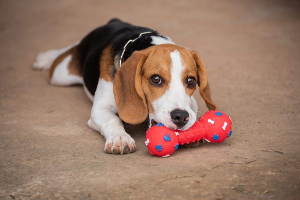 Beagle playing