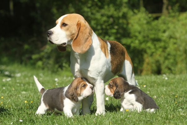 Beagle mom and kid