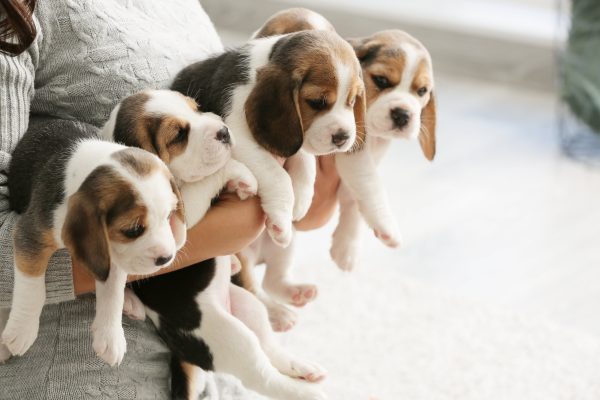 beagle puppy