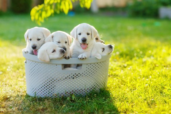 puppies siblings with soft white hair sitting in the cramped basket