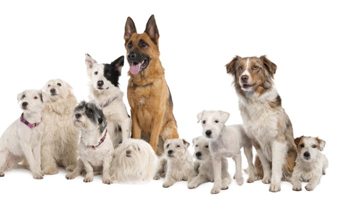 dogs breed banner